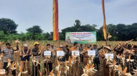 Panen Raya Jagung Kelompok Tani Sedyo Utomo di Padukuhan Ngaglik, Ngeposari